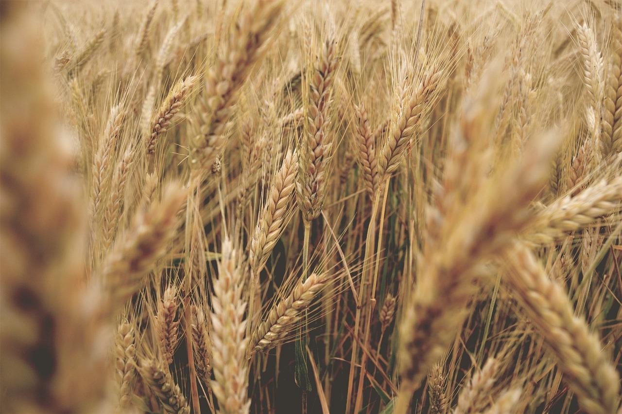 wheat-2543827-1280