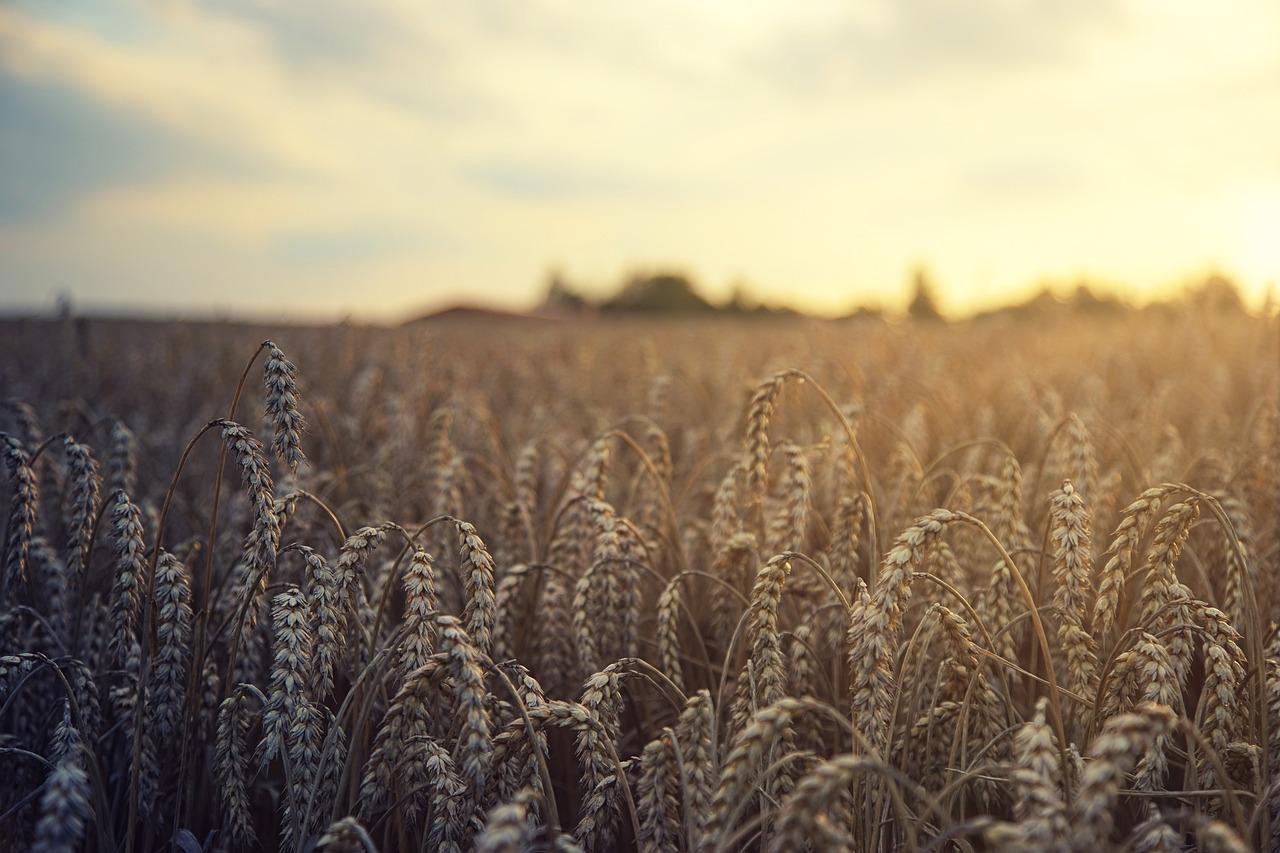 wheat-5207174-1280